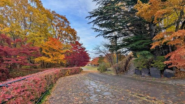紅葉 紅葉狩り,ハイキング,遠足の写真素材