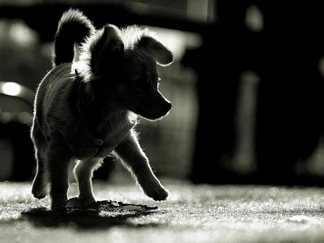 子犬のシルエット 犬,雑種,ペットの写真素材