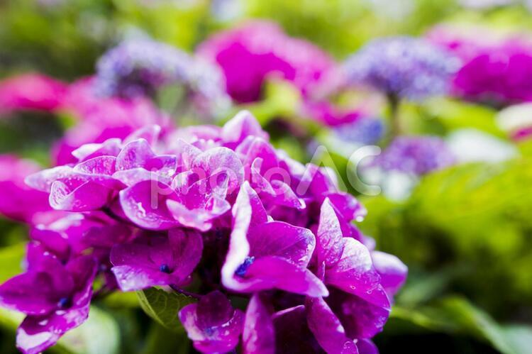 梅雨の時期の紫陽花（あじさい） 6月,あじさい,アジサイの写真素材