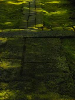 苔むした石畳 苔むした石畳 苔,石畳,木漏れ日の写真素材