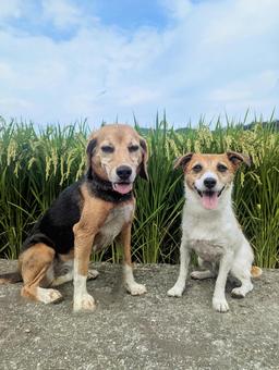 青空と稲と僕たち 青空と稲と僕たち 犬,ビーグル,ジャックラッセルテリアの写真素材