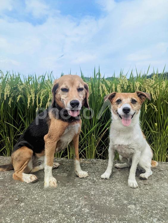 青空と稲と僕たち 犬,ビーグル,ジャックラッセルテリアの写真素材