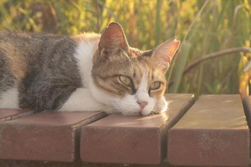 ねこ ねこ,野良,動物の写真素材