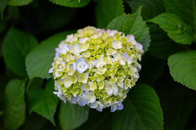 【花】紫陽花(あじさい・アジサイ)・緑色 紫陽花,花,緑の写真素材