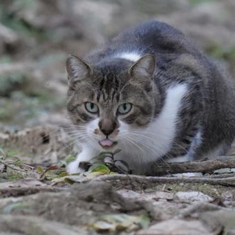 公園ネコ　沖縄県　那覇市 ネコ,キャット,ニャンコの写真素材