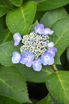 ガクアジサイ（額紫陽花）の写真