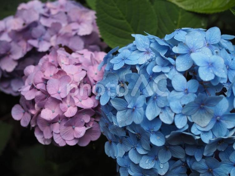 雨に濡れた紫陽花（アジサイ） アジサイ,紫陽花,あじさいの写真素材