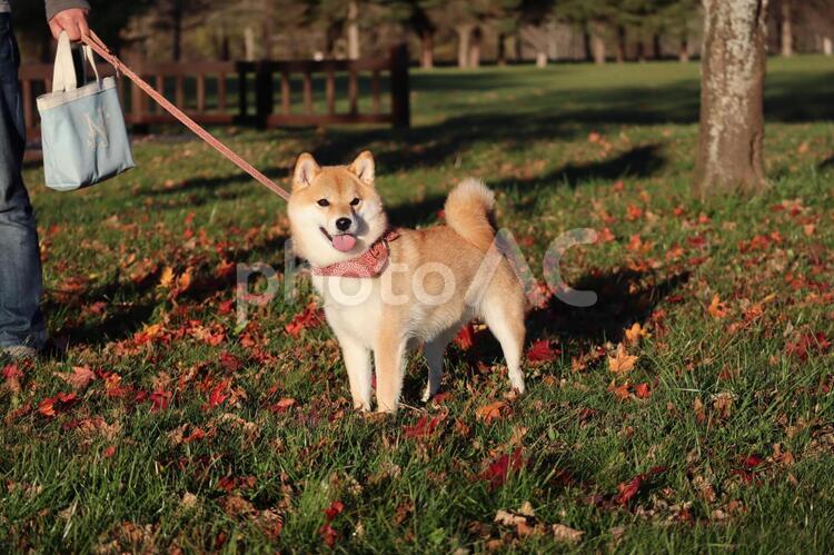 秋の日の柴犬２ 柴犬,犬,公園の写真素材