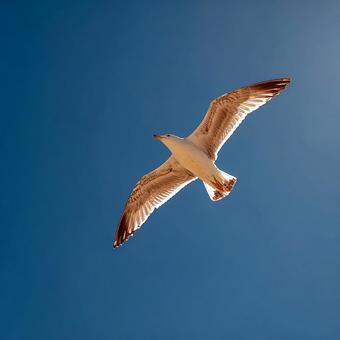 澄んだ空、白い翼の鳥 澄んだ空、白い翼の鳥の写真