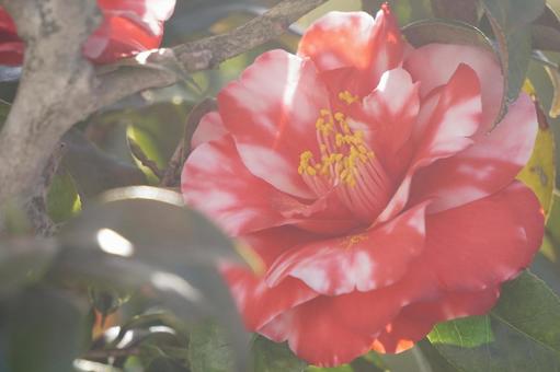 つばき つばき,椿,ツバキの写真素材