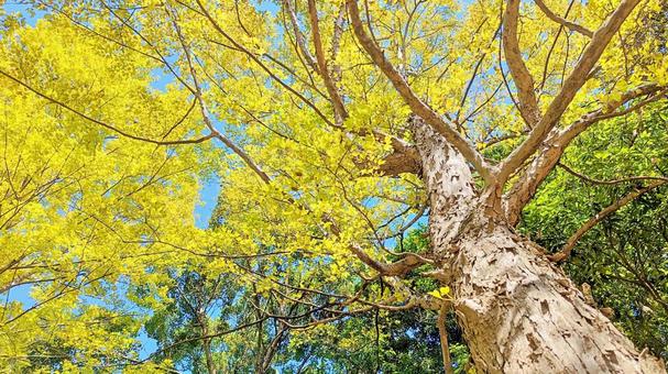 自然素材:森の樹木と青い空 自然素材:森の樹木と青い空 森,林,樹木の写真素材