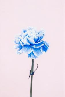 カーネーション カーネーションの写真