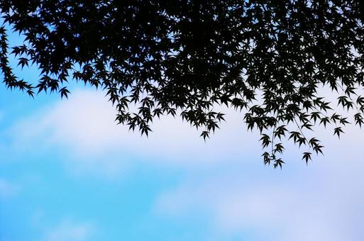 秋空と雲と紅葉のシルエット 秋空,青空,空の写真素材