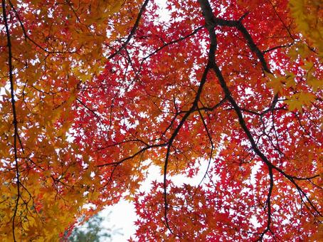 紅葉の雨 紅葉,赤,自然の写真素材