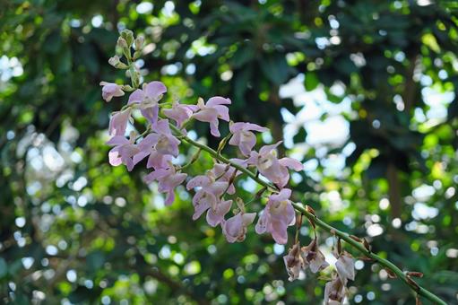 ユーロフィア・ブーリアウォンゴの花 ユーロフィア・ブーリアウォンゴの花の写真