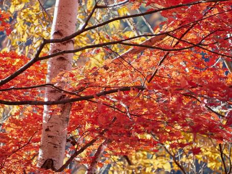 秋、紅葉した鮮やかな楓と白樺の木 秋、紅葉した鮮やかな楓と白樺の木の写真