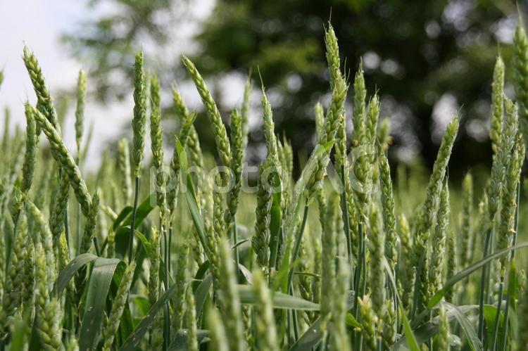 北海道の麦畑 麦,麦畑,北海道の写真素材