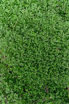 苔の絨毯の写真