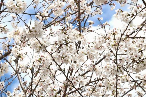 Cherry Blossom Someiyoshino, JPG Cherry Blossom Someiyoshino, JPG