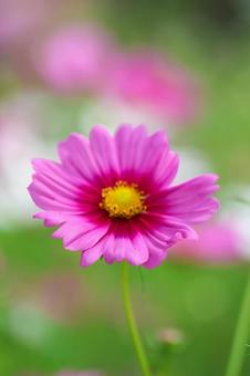 コスモス畑 ピンクの満開の花 コスモス畑 ピンクの満開の花の写真