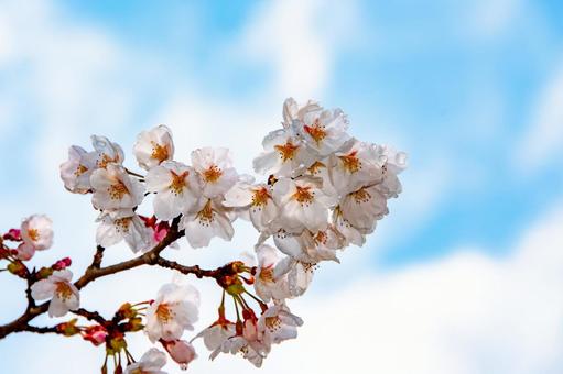 青空に映える満開の桜 12 桜,ソメイヨシノ,サクラの写真素材