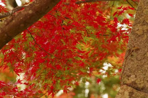美しい紅葉のグラデーション 美しい紅葉のグラデーションの写真