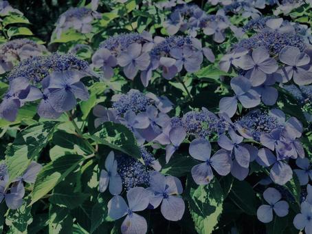 Hydrangea, Kamakura,, JPG Hydrangea, Kamakura,, JPG