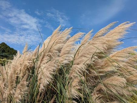 ススキの写真