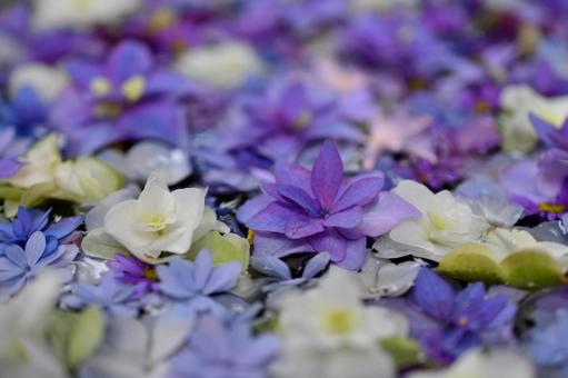 花手水 花手水の写真