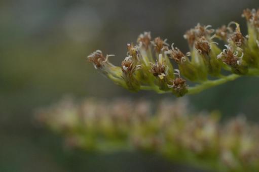 Photo, bud, seiitaka-awasaki, withered, 
