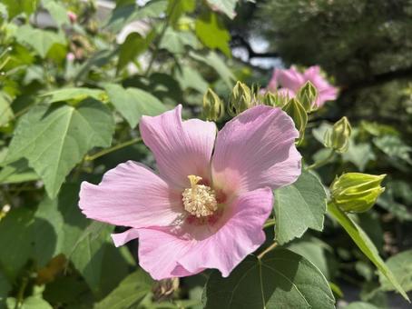 むくげ2 むくげ2 むくげ,ムクゲ,夏の写真素材
