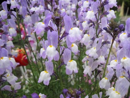 Photo, linaria, blooming landscape, a flower, 