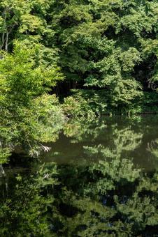真夏の秋ヶ瀬公園の池 真夏の秋ヶ瀬公園の池の写真