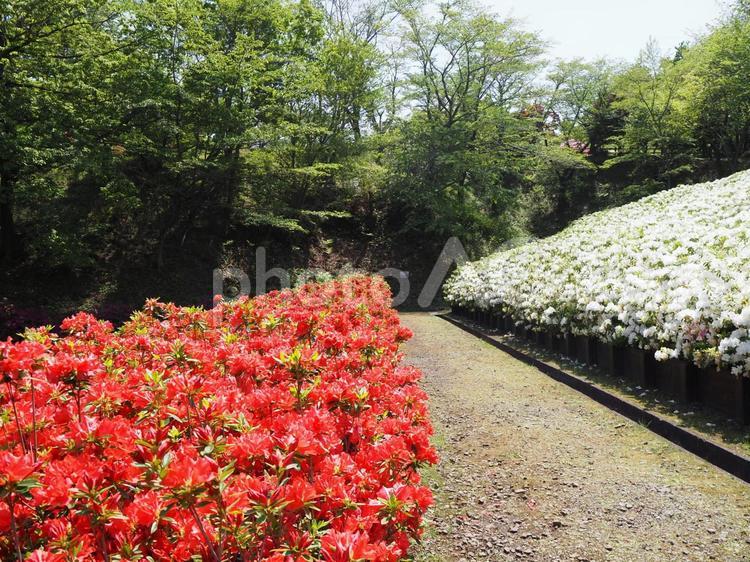 あつぎつつじの丘公園・ツツジの花・厚木市 春,ツツジ,あつぎつつじの丘公園の写真素材