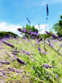 Blue sky and lavender, JPG Blue sky and lavender, JPG