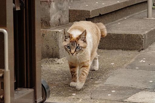 かわいいブルーアイズの猫チャーン ネコ,猫,野良猫さんの写真素材