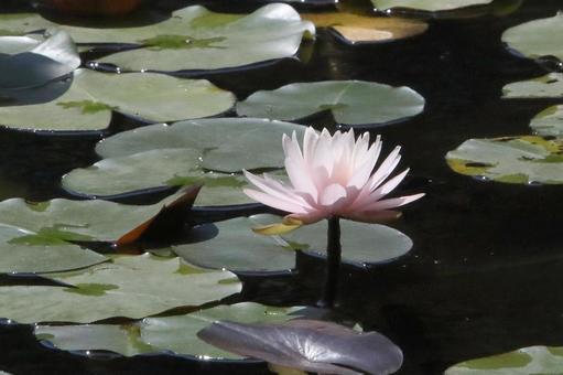 Water lily pond, JPG
