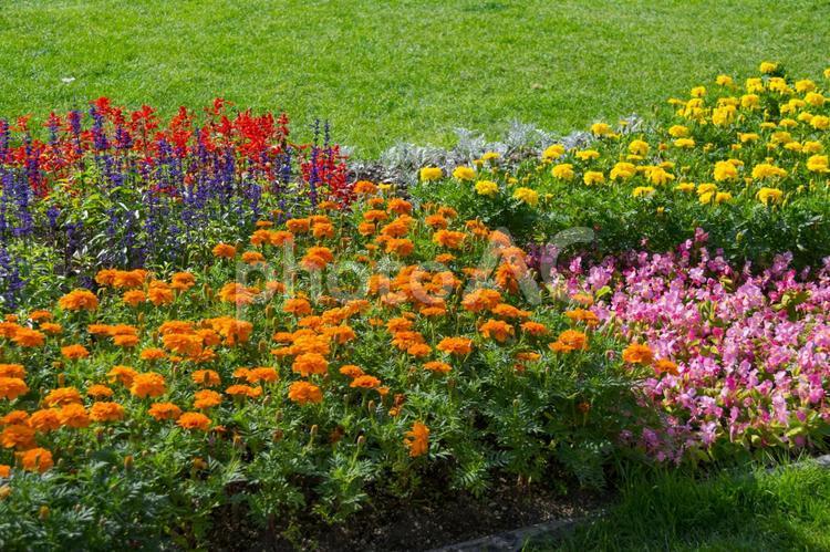 大通公園　秋の花壇3 さわやか,ガーデニング,ガーデンの写真素材