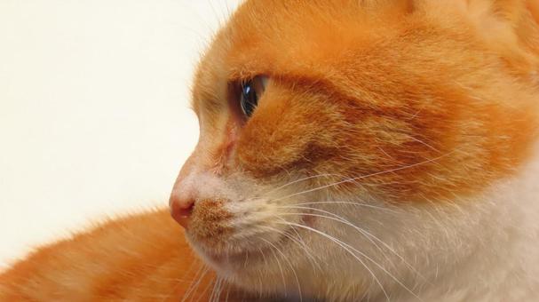 ノラネコ 猫,キャット,地域猫の写真素材