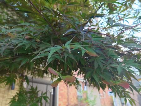 Maple seeds, JPG