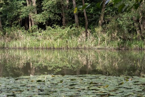 真夏の秋ヶ瀬公園の池 真夏の秋ヶ瀬公園の池 夏,真夏,沼の写真素材