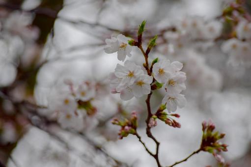 Cherry blossoms on a rainy day, JPG