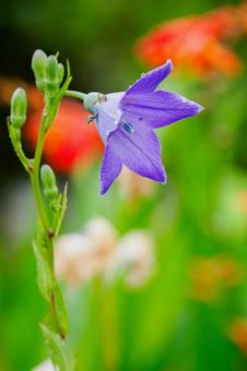 キキョウ⑻ キキョウ⑻ 花,植物,キキョウの写真素材