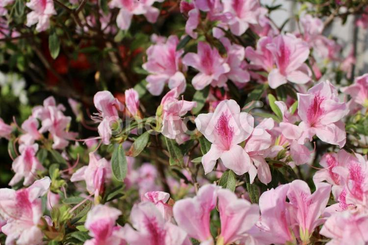 沖縄県宮古島　ツツジの花 沖縄,宮古島,自然の写真素材