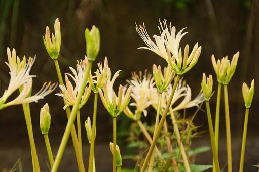 ヒガンバナ ヒガンバナの写真
