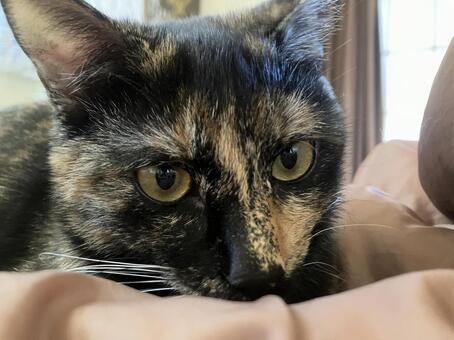 こちらを見つめるサビ猫 サビ猫,猫,ねこの写真素材