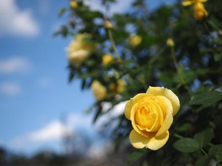 バラ園に咲く黄色い薔薇を撮った写真です バラ園に咲く黄色い薔薇を撮った写真ですの写真