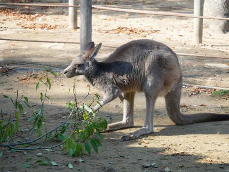 オオカンガルー オオカンガルーの写真