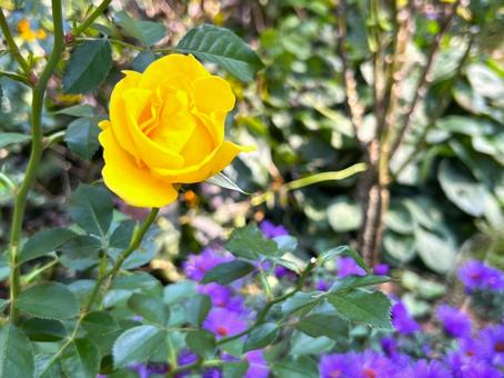 黄色いバラの咲く風景 バラ,花,風景の写真素材