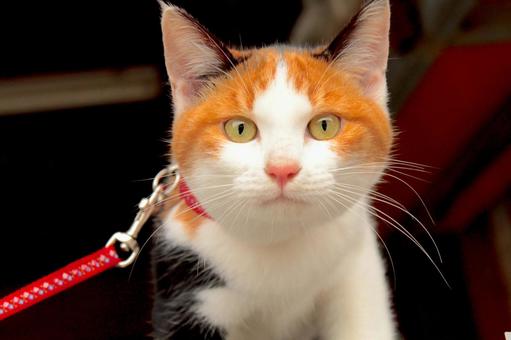 Photo, cat, san mao cat, nyanko, 